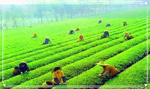 名茶产地口感香气