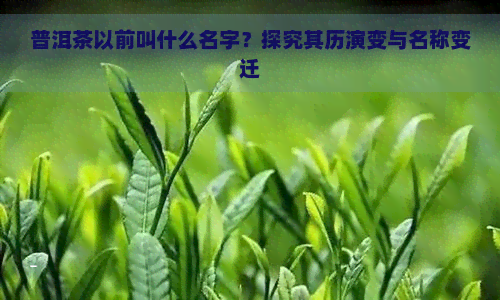 普洱茶以前叫什么名字？探究其历演变与名称变迁