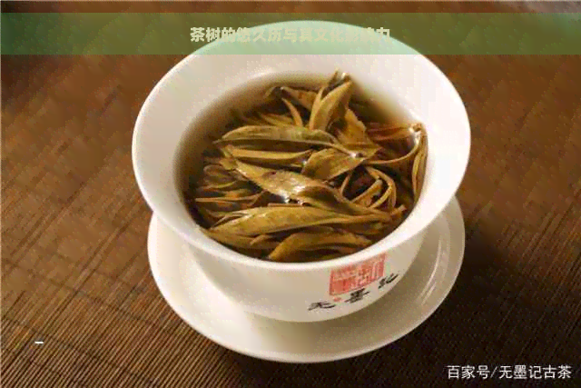 茶树的悠久历与其文化影响力