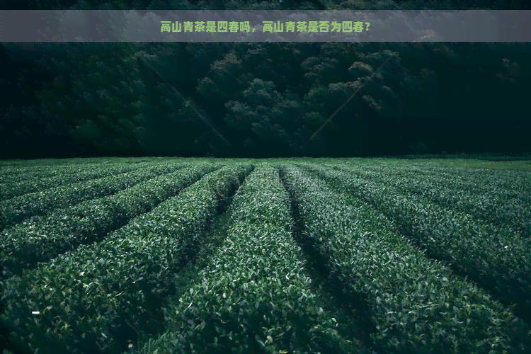 高山青茶是四春吗，高山青茶是否为四春？