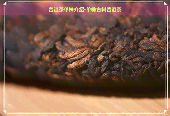 普洱茶单株介绍-单株古树普洱茶