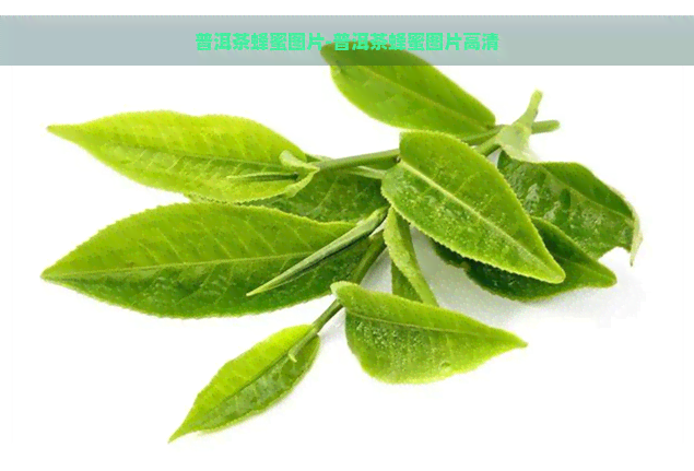 普洱茶蜂蜜图片-普洱茶蜂蜜图片高清