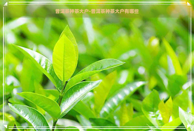 普洱茶种茶大户-普洱茶种茶大户有哪些