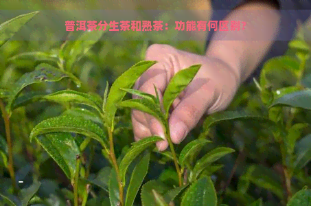 普洱茶分生茶和熟茶：功能有何区别？