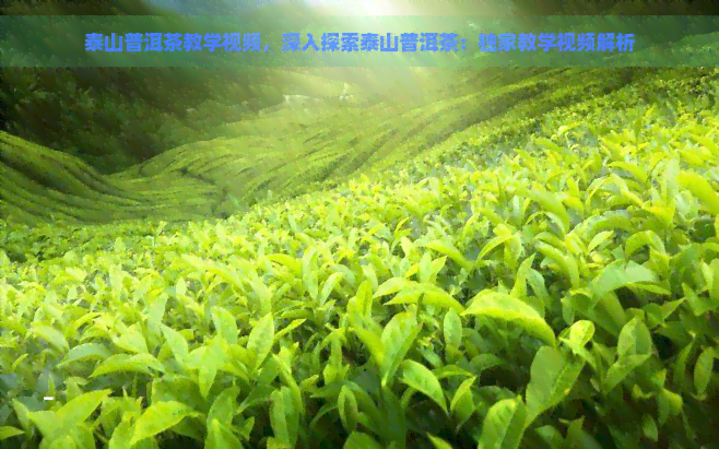 泰山普洱茶教学视频，深入探索泰山普洱茶：独家教学视频解析