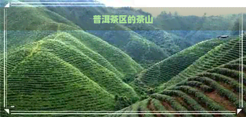 普洱茶区的茶山