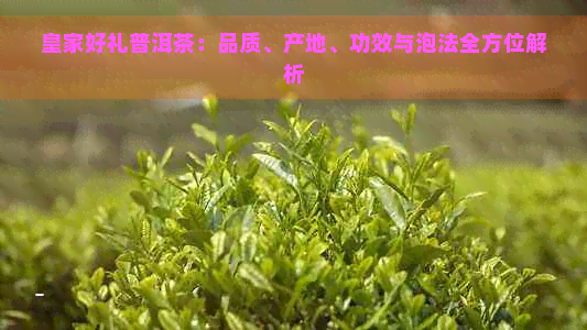 皇家好礼普洱茶：品质、产地、功效与泡法全方位解析