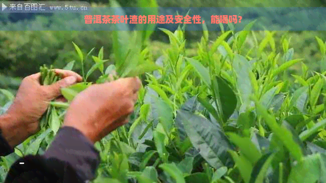 普洱茶茶叶渣的用途及安全性，能喝吗？