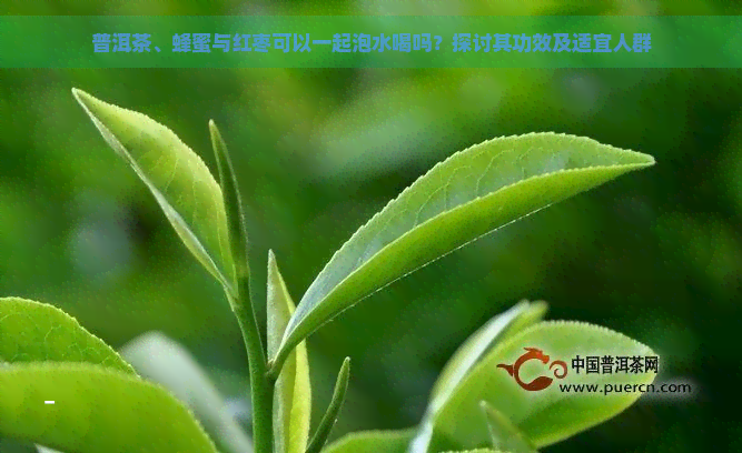 普洱茶、蜂蜜与红枣可以一起泡水喝吗？探讨其功效及适宜人群