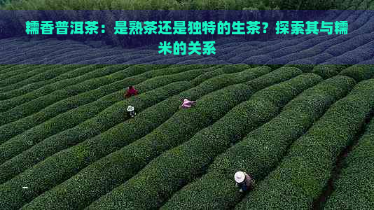 糯香普洱茶：是熟茶还是独特的生茶？探索其与糯米的关系