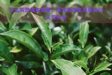 什么叫普洱生态茶，探究普洱生态茶的定义与特点