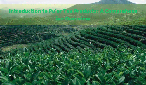 Introduction to Pu'er Tea Products: A Comprehensive Overview