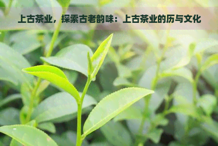 上古茶业，探索古老韵味：上古茶业的历与文化