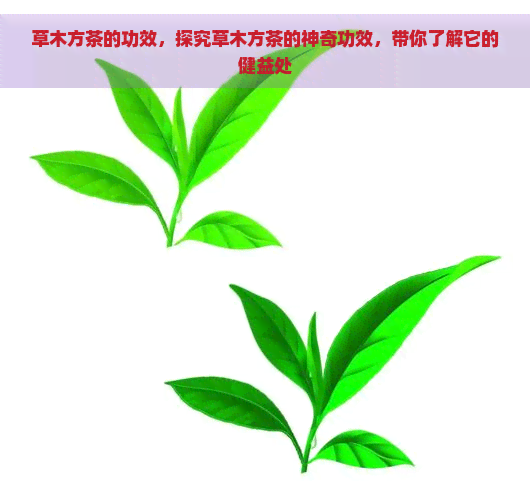 草木方茶的功效，探究草木方茶的神奇功效，带你了解它的健益处