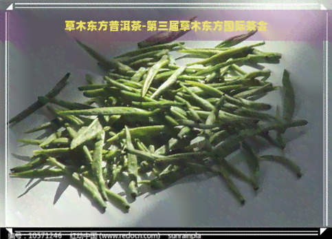 草木东方普洱茶-第三届草木东方国际茶会