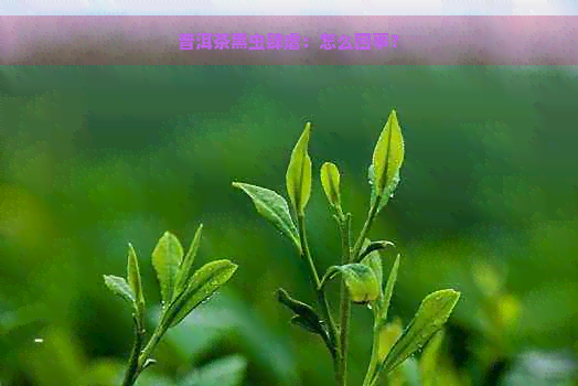 普洱茶黑虫肆虐：怎么回事？