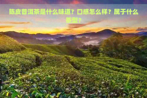 陈皮普洱茶是什么味道？口感怎么样？属于什么茶型？