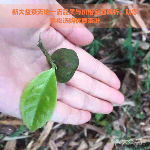 新大益茶天地一流品质与价格全面解析，助您轻松选购优质茶叶