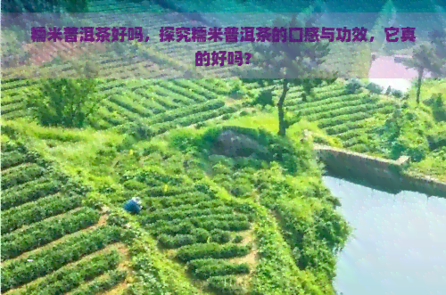 糯米普洱茶好吗，探究糯米普洱茶的口感与功效，它真的好吗？