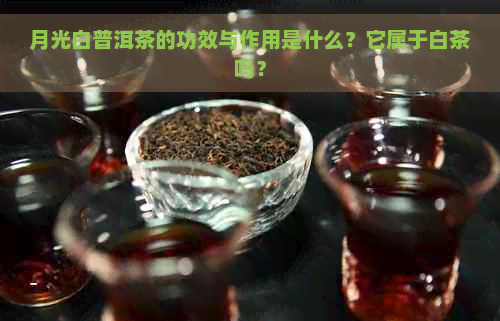 月光白普洱茶的功效与作用是什么？它属于白茶吗？