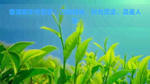 普洱茶岁月留香：古树韵味，时光沉淀，品鉴人生