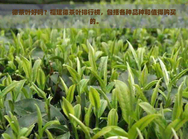 德茶叶好吗？福建德茶叶排行榜，包括各种品种和值得购买的。