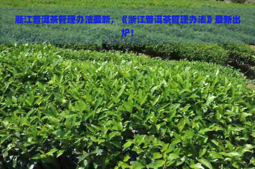 浙江普洱茶管理办法最新，《浙江普洱茶管理办法》最新出炉！