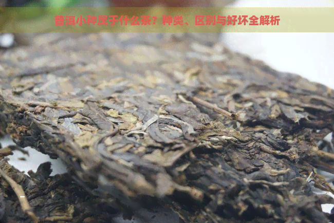 普洱小种属于什么茶？种类、区别与好坏全解析