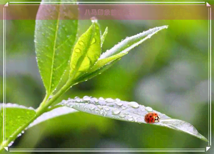 八马印象普洱茶