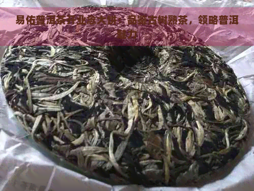 易佑普洱茶开业念大饼：品鉴古树熟茶，领略普洱魅力