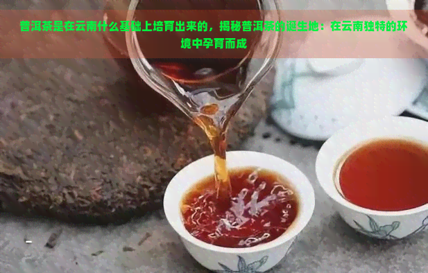 普洱茶是在云南什么基础上培育出来的，揭秘普洱茶的诞生地：在云南独特的环境中孕育而成