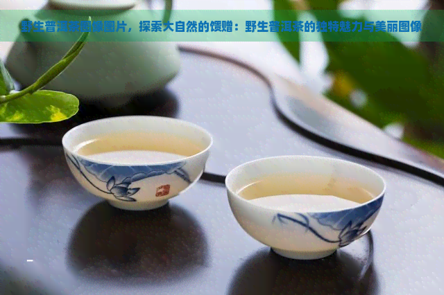 野生普洱茶图像图片，探索大自然的馈赠：野生普洱茶的独特魅力与美丽图像