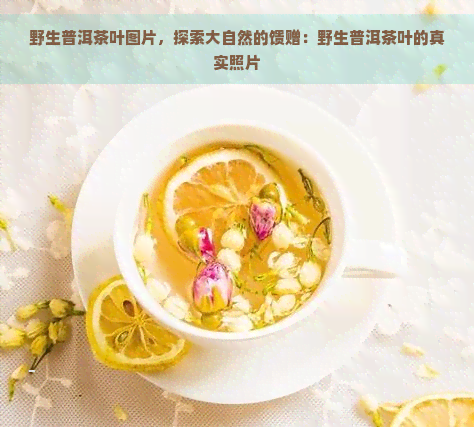 野生普洱茶叶图片，探索大自然的馈赠：野生普洱茶叶的真实照片