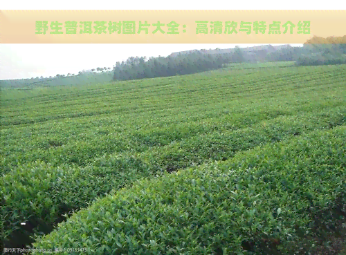 野生普洱茶树图片大全：高清欣与特点介绍