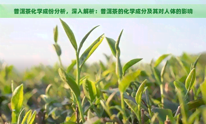 普洱茶化学成份分析，深入解析：普洱茶的化学成分及其对人体的影响