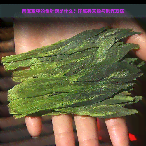 普洱茶中的金针菇是什么？详解其来源与制作方法