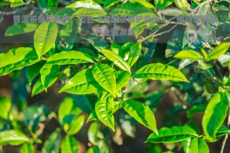 普洱茶保护条例，出台《普洱茶保护条例》，推动普洱茶产业健发展