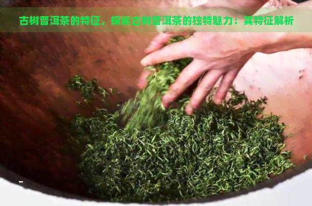 古树普洱茶的特征，探索古树普洱茶的独特魅力：其特征解析