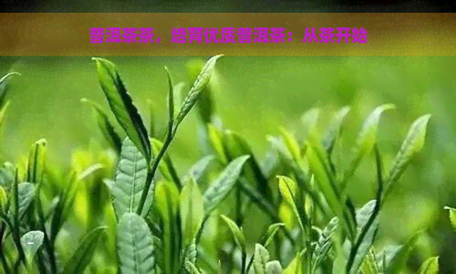 普洱茶茶，培育优质普洱茶：从茶开始