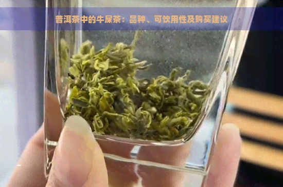 普洱茶中的牛屎茶：品种、可饮用性及购买建议