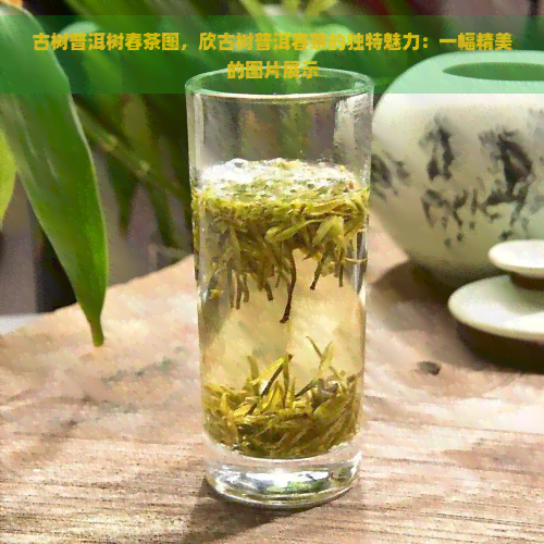 古树普洱树春茶图，欣古树普洱春茶的独特魅力：一幅精美的图片展示