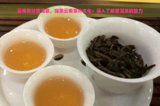 云南茶叶普洱茶，探索云南茶叶文化：深入了解普洱茶的魅力