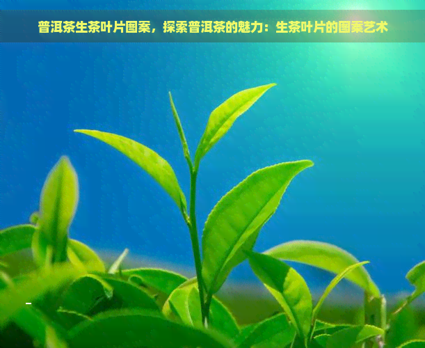 普洱茶生茶叶片图案，探索普洱茶的魅力：生茶叶片的图案艺术