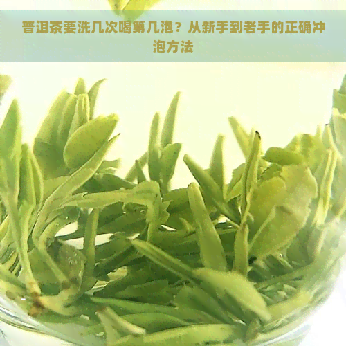 普洱茶要洗几次喝第几泡？从新手到老手的正确冲泡方法