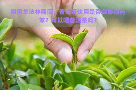 服用华法林期间，普洱茶饮用是否会影响药效？可以喝普洱茶吗？