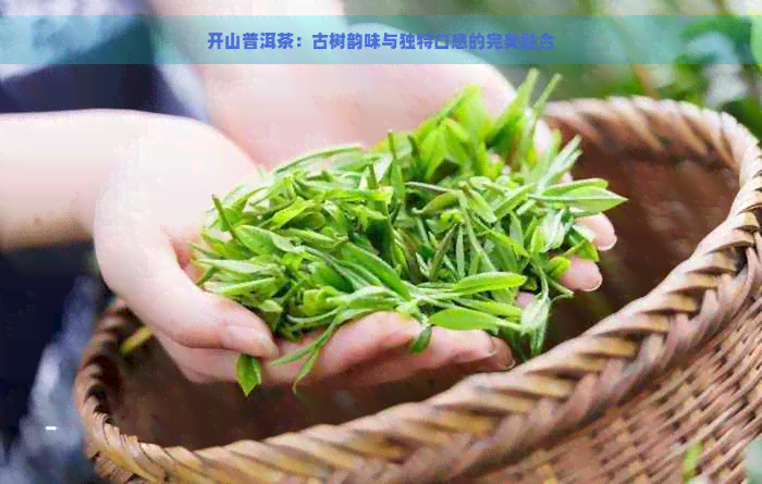 开山普洱茶：古树韵味与独特口感的完美融合