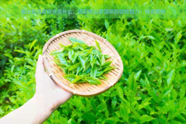 板山普洱茶特点是什么，揭示板山普洱茶的独特魅力：特点解析