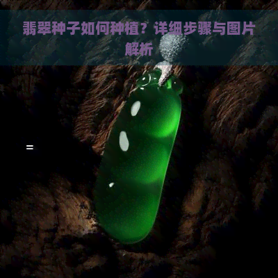 翡翠种子如何种植？详细步骤与图片解析