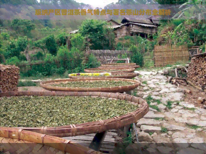 版纳产区普洱茶香气特点与著名茶山分布全解析