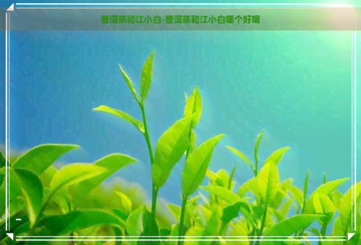 普洱茶和江小白-普洱茶和江小白哪个好喝